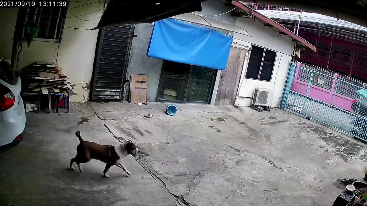 Video - Clip: Rắn độc hung hăng tấn công chó ngay trong sân nhà dân