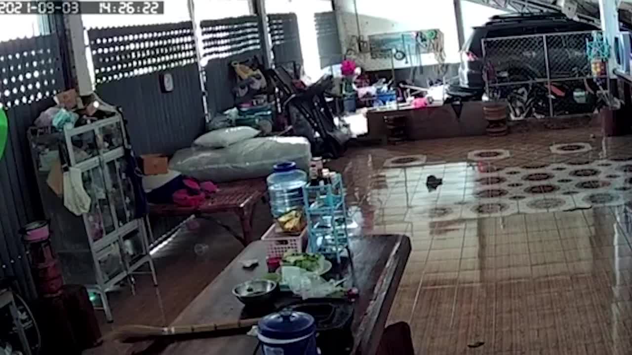 Video - Clip: Bé trai 1 tuổi suýt giẫm phải rắn hổ mang trong phòng khách
