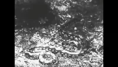Video - Clip: Mắc sai lầm, hổ dữ chết thảm trong vòng siết của trăn khổng lồ