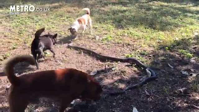 Video - Clip: 4 chó nhà tử chiến rắn hổ mang chúa bảo vệ chủ và cái kết