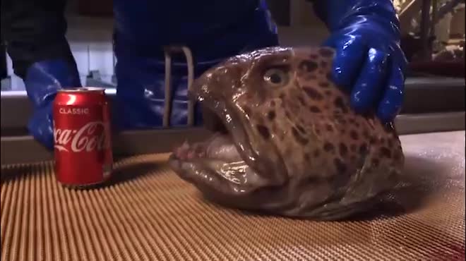 Video - Clip: Mất phần thân, lươn sói khổng lồ vẫn cắn nát lon nước ngọt