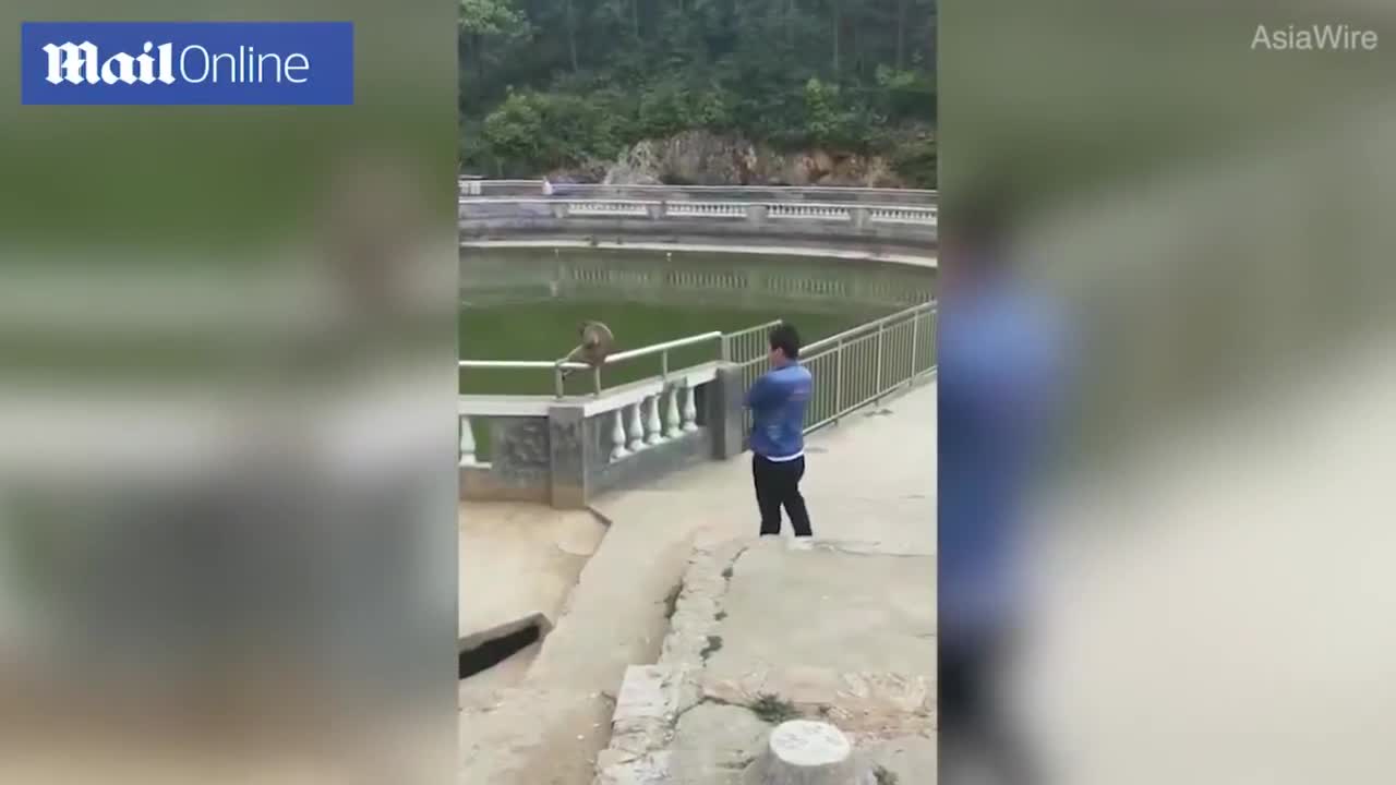 Video - Clip: Dại dột trêu khỉ hoang, nam thanh niên nhận ngay kết đắng