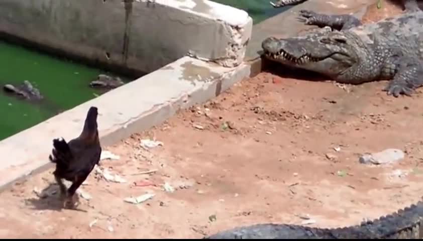 Video - Clip: Lạc vào lãnh địa cá sấu, gà mất mạng sau cú đớp chớp nhoáng