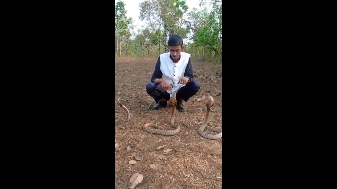 Video - Clip: Dại đột đùa nghịch với rắn hổ mang, thanh niên nhận kết đắng
