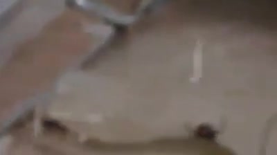 Video - Clip: Nhện độc giăng bẫy, đoạt mạng rắn bằng vũ khí chết người