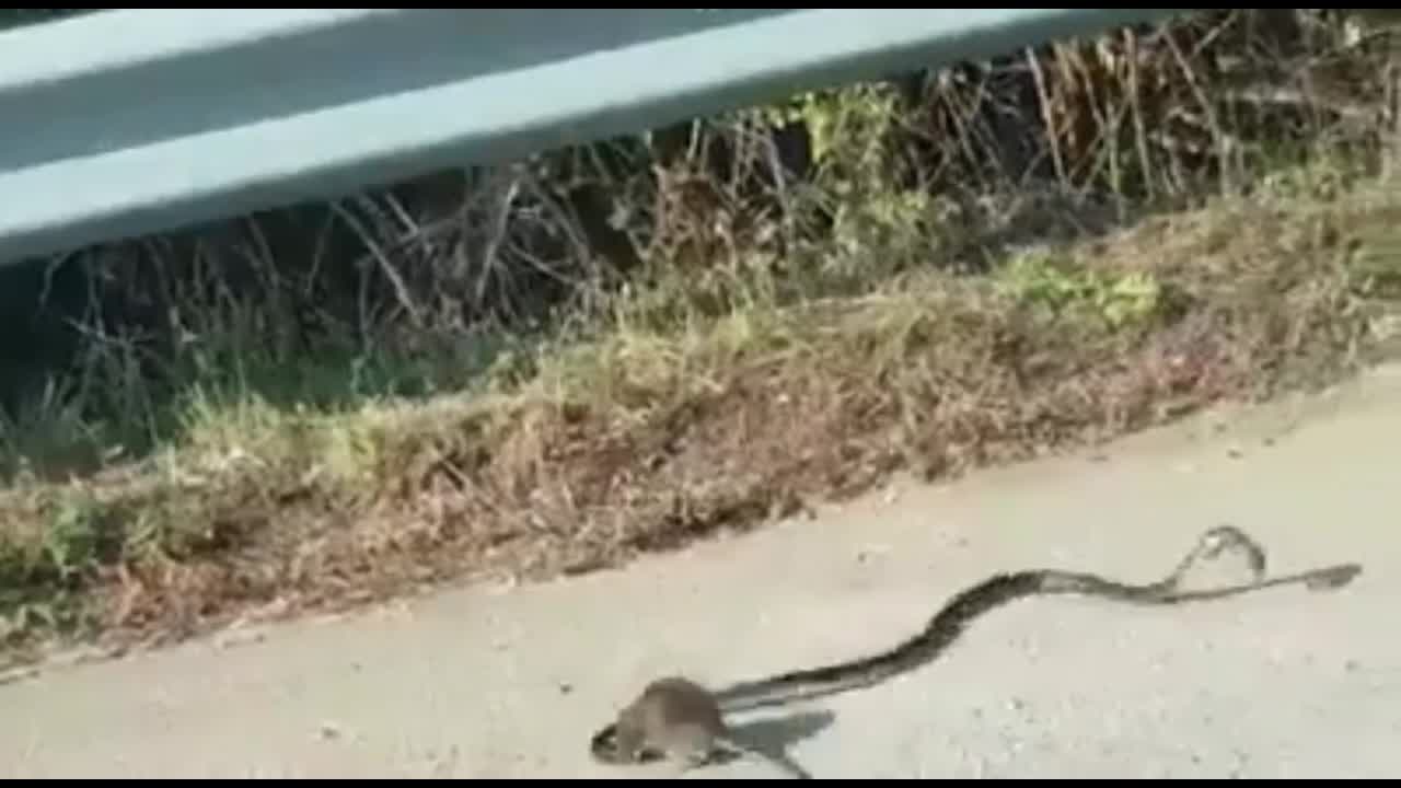 Video - Clip: Chuột mẹ điên cuồng 'tử chiến' rắn độc giành lại con và cái kết