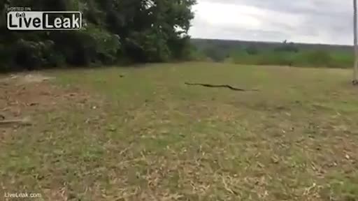 Video - Clip: Sốc cảnh cô gái dùng tay không tóm gọn con rắn khổng lồ