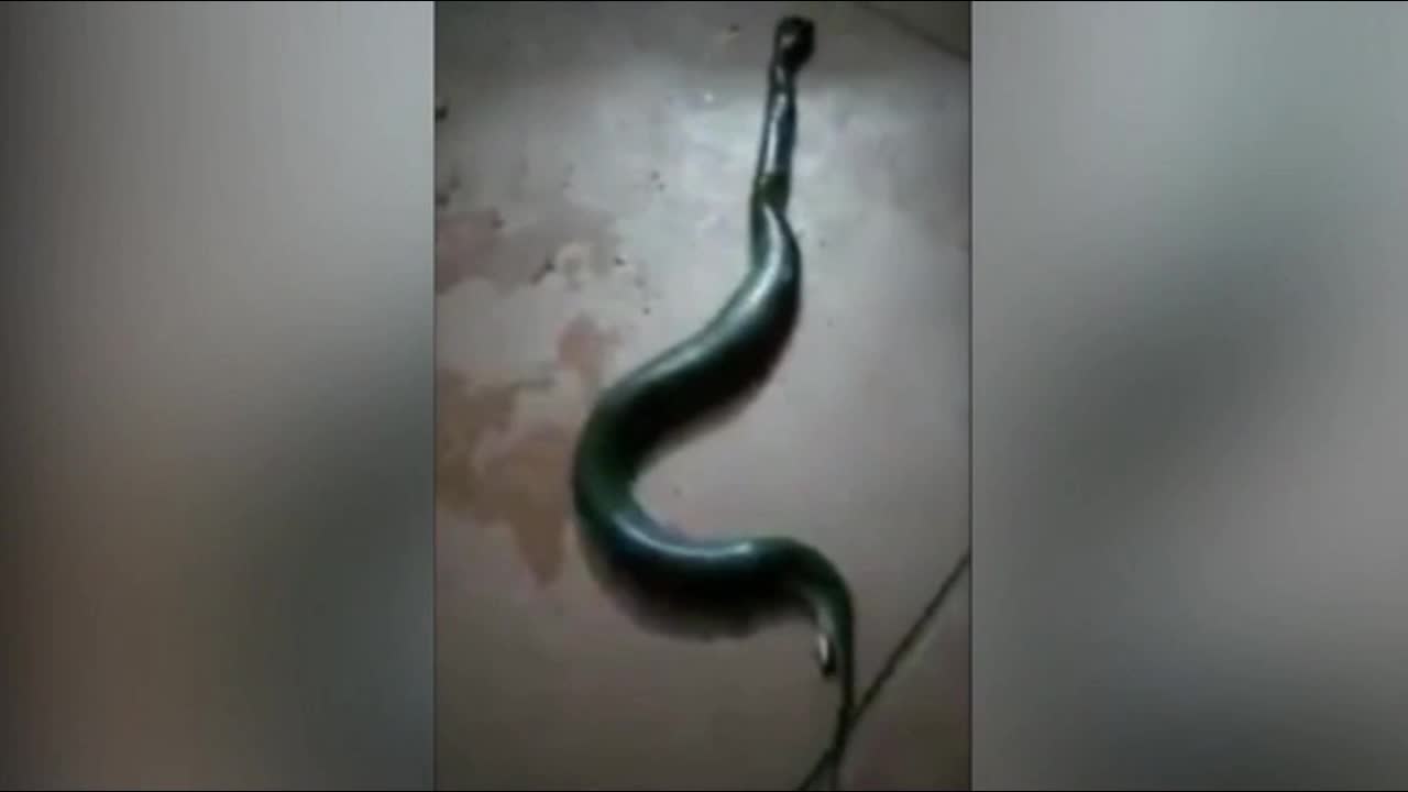 Video - Clip: Bị đập nát đầu, rắn khủng vẫn quằn quại sinh con và cái kết