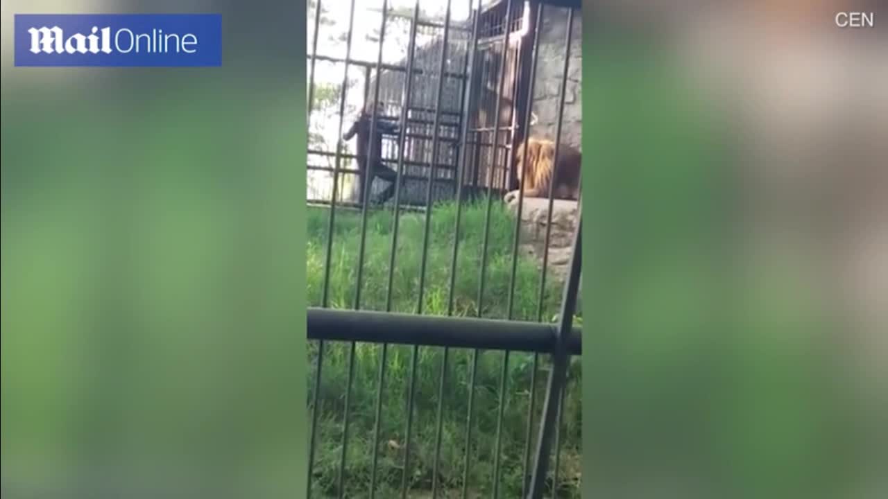 Video - Clip: Dại dột trêu sư tử, thanh niên say rượu bị ngoạm trúng tay