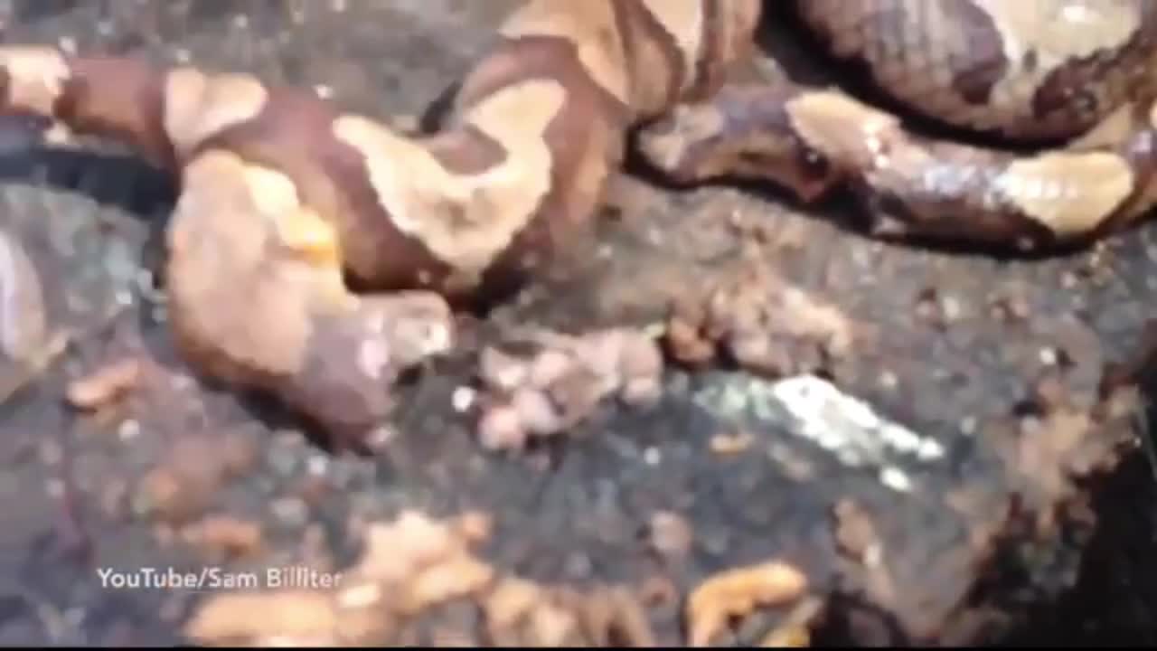 Video - Clip: Bị chặt đầu, rắn hổ ma kịch độc quay sang cắn xé chính mình