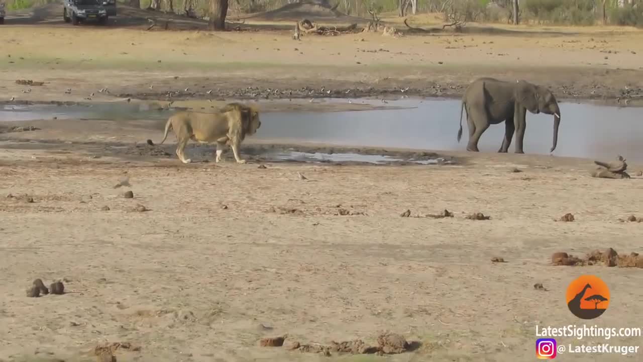 Video - Clip: Voi con đơn độc bị sư tử nhảy lên lưng hạ sát và cái kết bất ngờ