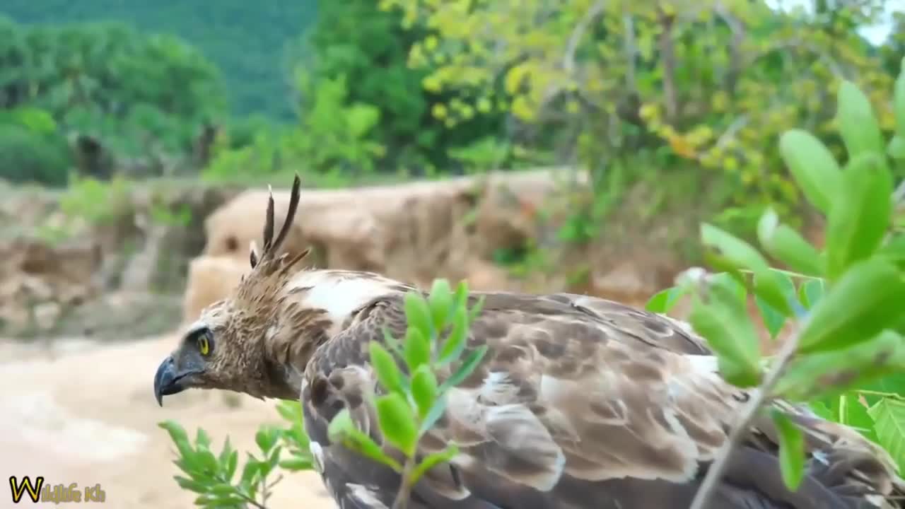 Video - Clip: Gà mẹ tung 'liên hoàn cước' đánh đại bàng thừa sống thiếu chết