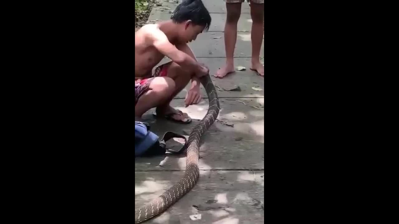 Video - Clip: Kinh hoàng cảnh nam thanh niên bị rắn hổ mang cắn chặt vào tay
