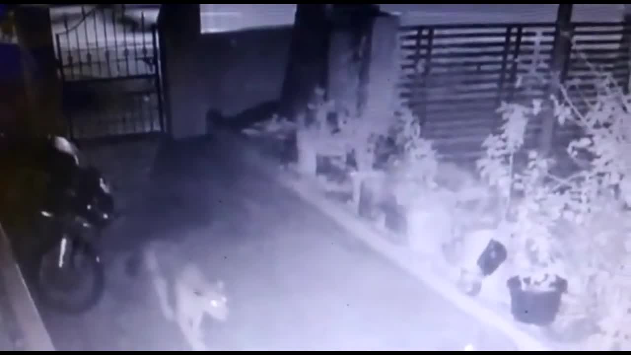 Video - Clip: Báo hoa mai tử chiến nảy lửa với chó nhà và cái kết khó tin
