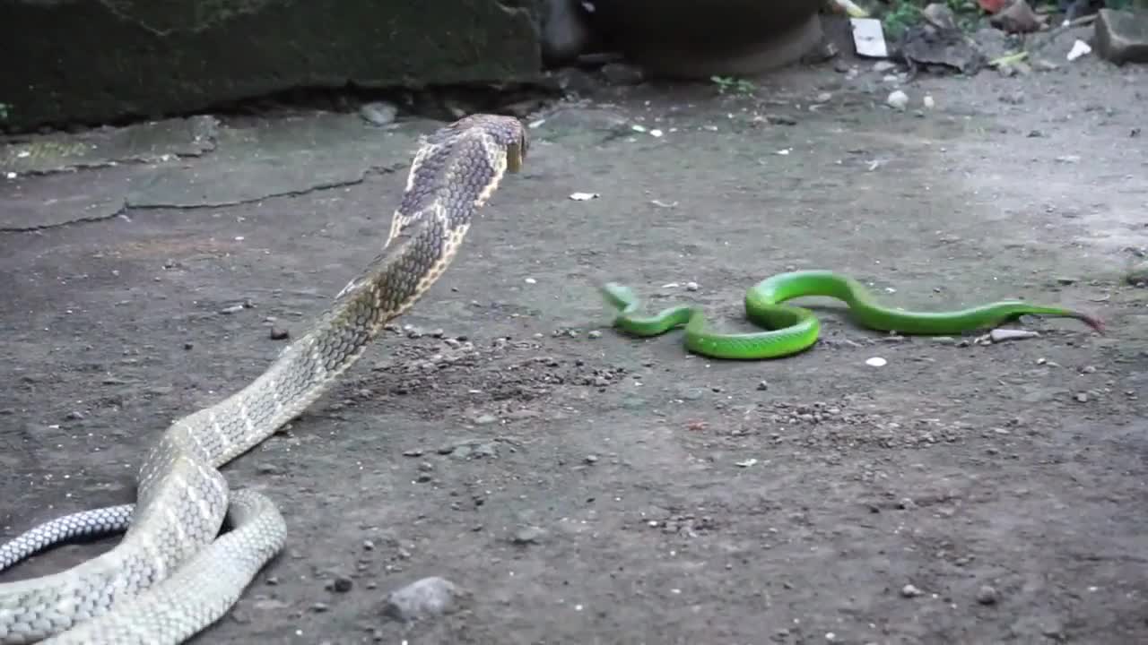 Video - Clip: Bị truy sát, rắn lục quay đầu đớp thẳng vào miệng rắn hổ mang