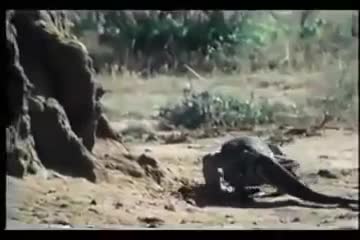 Video - Clip: Rắn hổ mang chúa đánh nhau với rồng Komodo và cái kết gay cấn