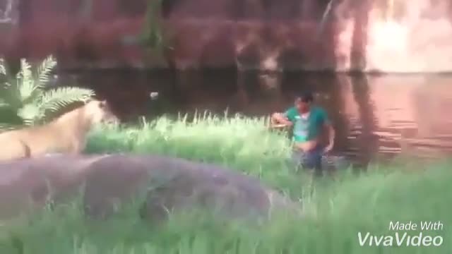 Video - Clip: Say rượu, người đàn ông nhảy vào chuồng đòi 'bắt tay' sư tử