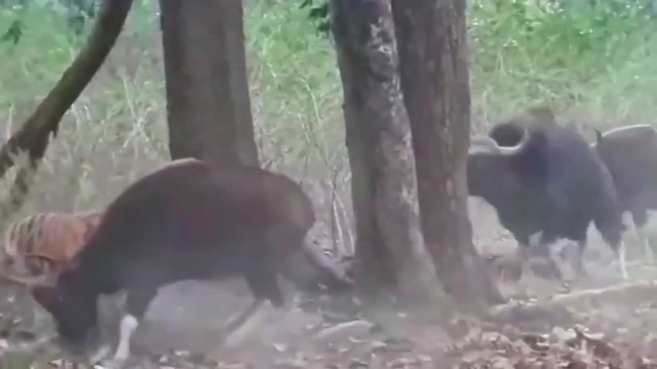 Video - Clip: 'Giải cứu lỗi', bò tót khiến đồng loại mất mạng dưới vuốt hổ dữ