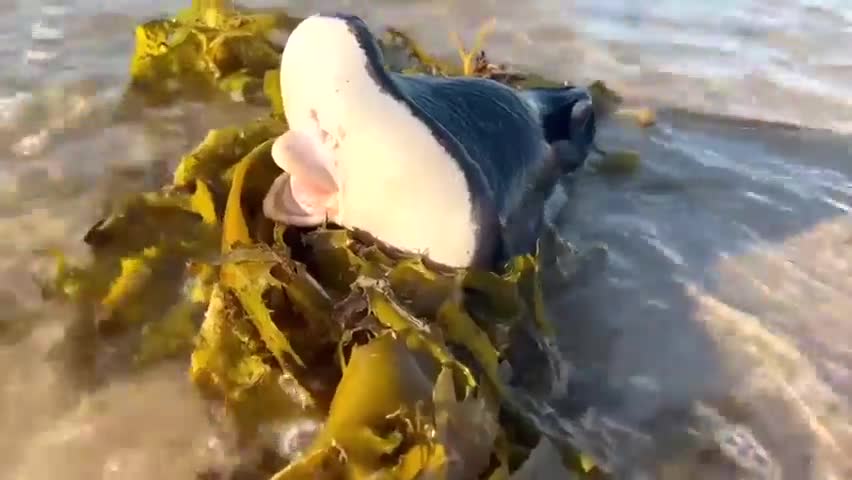 Đời sống - Sinh vật kỳ lạ có phần dưới giống môi người xuất hiện ở bãi biển Úc