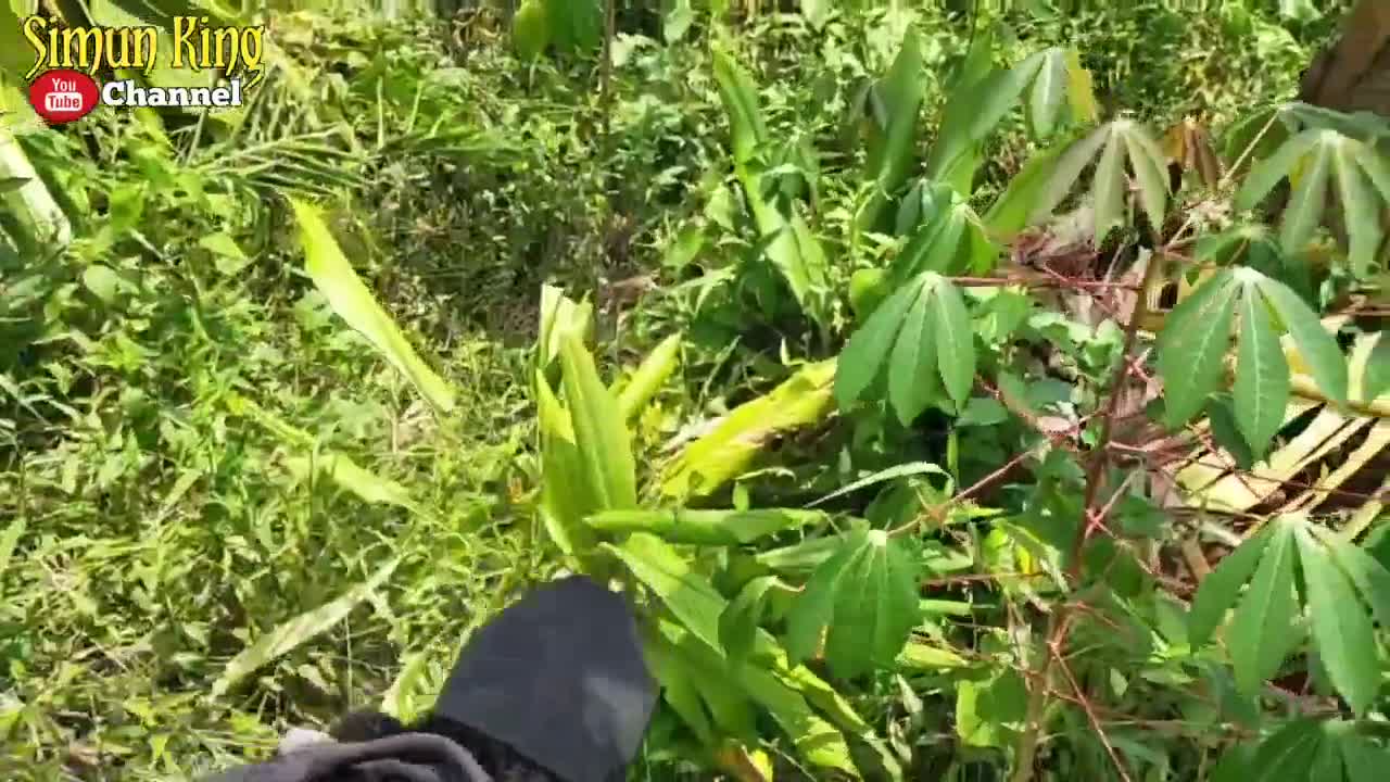 Video - Clip: Người đàn ông dùng tay không bắt rắn hổ mang chúa trong bụi rậm