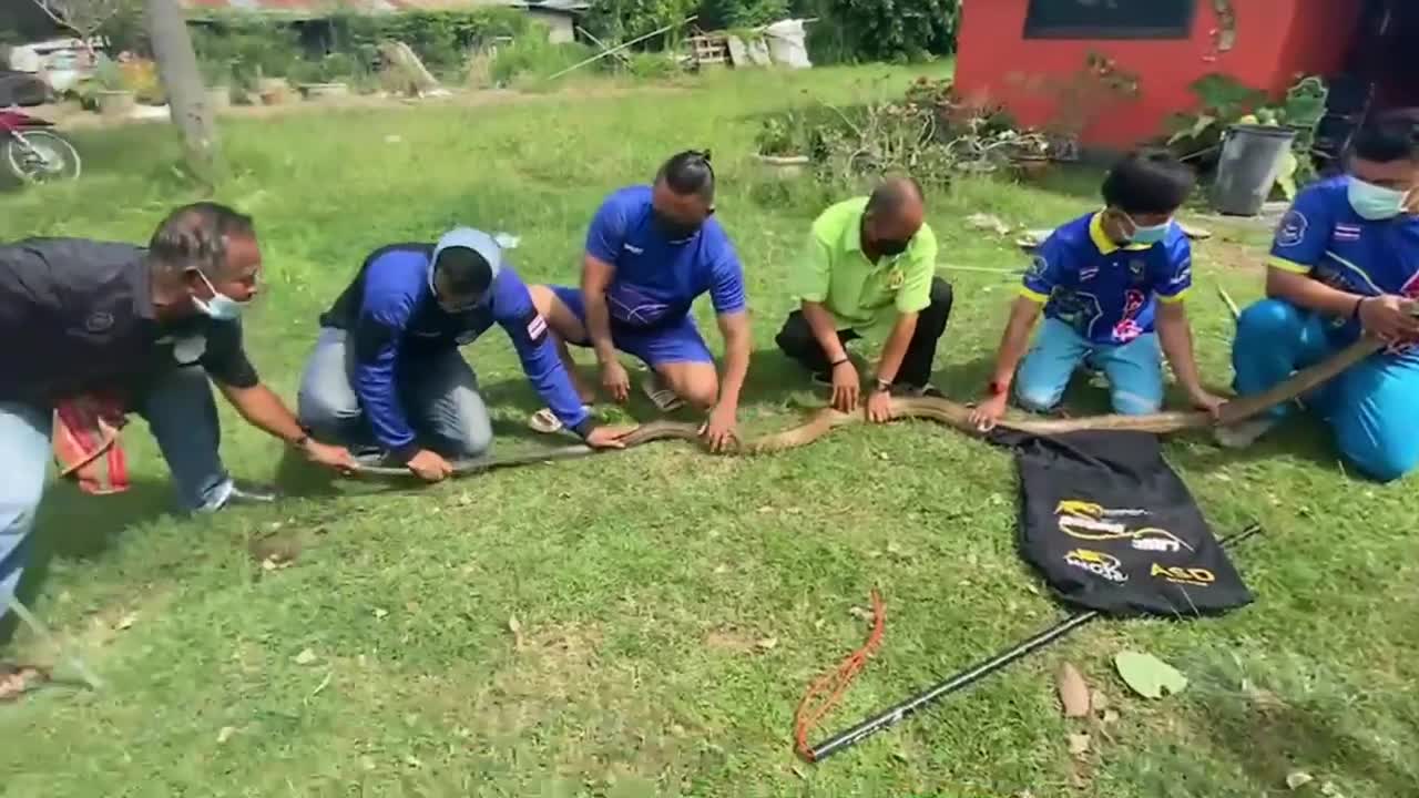 Video - Clip: Cận cảnh rắn hổ mang chúa dài gần 4 mét, đột nhập vào nhà dân