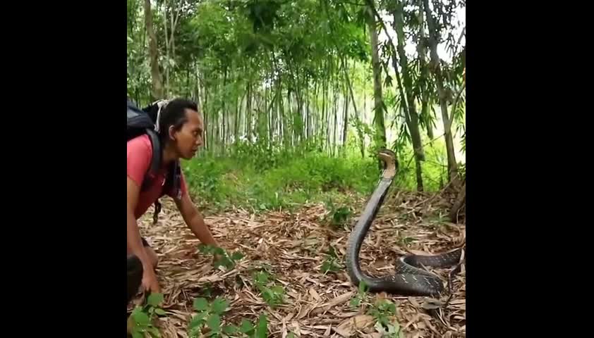 Video - Clip: Bị bắt, rắn hổ mang chúa điên cuồng tấn công nam thanh niên