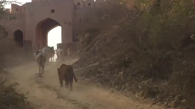 Video - Clip: Hổ dữ ngang nhiên lao ra bắt trộm bò trước mặt du khách