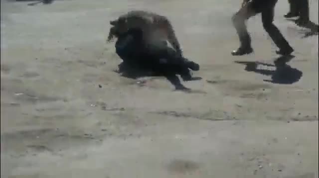 Video - Clip: Sư tử núi vồ ngã nữ cảnh sát và màn chống trả cực gay cấn