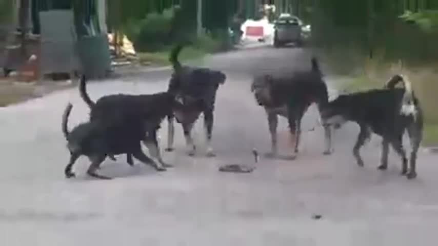 Video - Clip: Rắn hổ mang bị 5 chó nhà cắn xé tơi bời và cái kết khó tin
