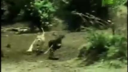 Video - Clip: Bị linh dương đuổi ngược, sư tử vờ 'đầu hàng' và cái kết bất ngờ