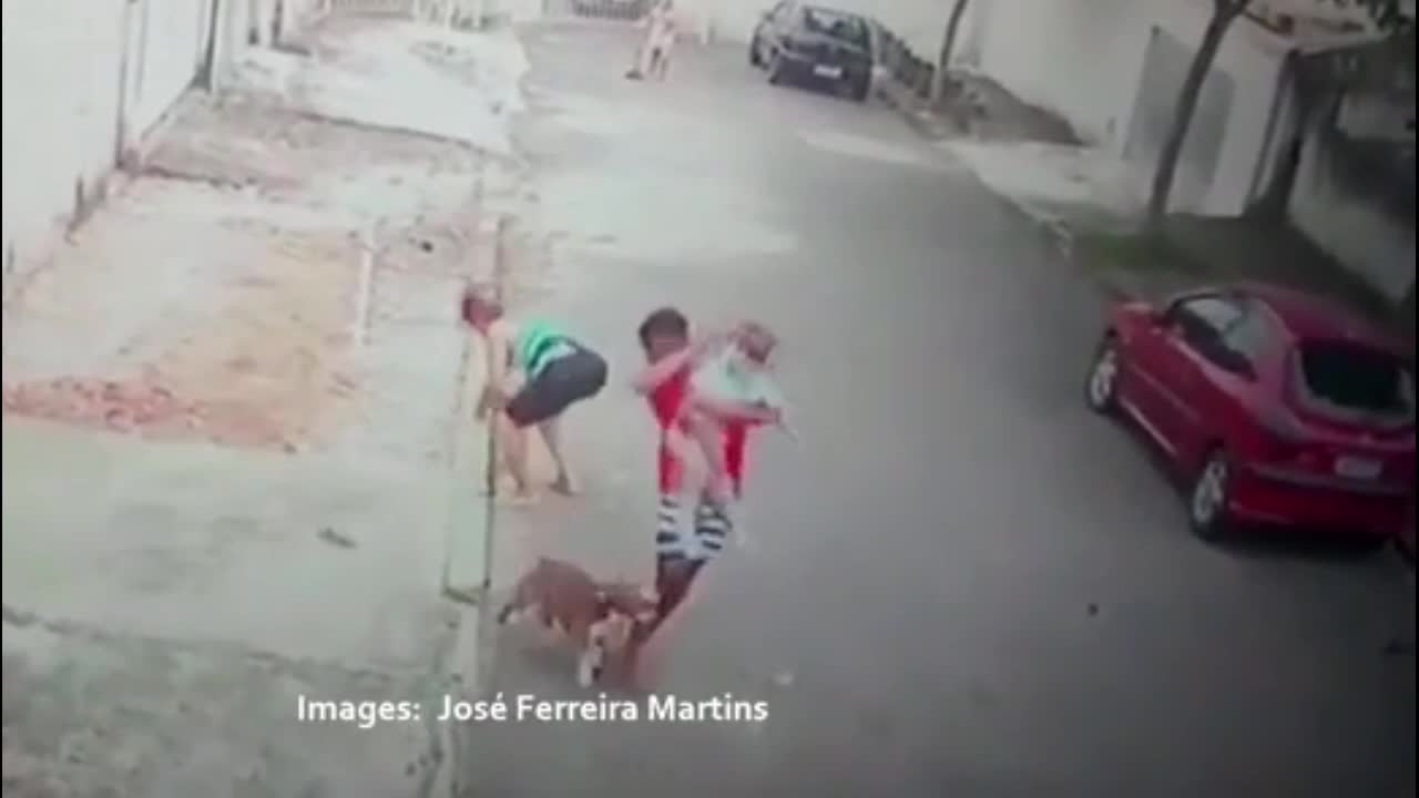 Video - Clip: Cậu bé bị chó Pitbull tấn công dữ dội và màn giải cứu gay cấn 