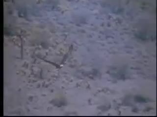 Video - Clip: Săn mồi trong lãnh địa của sư tử núi, đại bàng nhận kết đắng