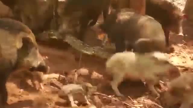 Video - Clip: Ăn thịt lợn con, trăn gấm bị cả đàn lợn trả thù đến chết