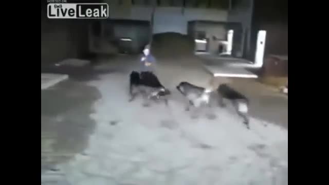 Video - Clip: Người đàn ông bị đàn chó sói tấn công dữ dội và cái kết bất ngờ