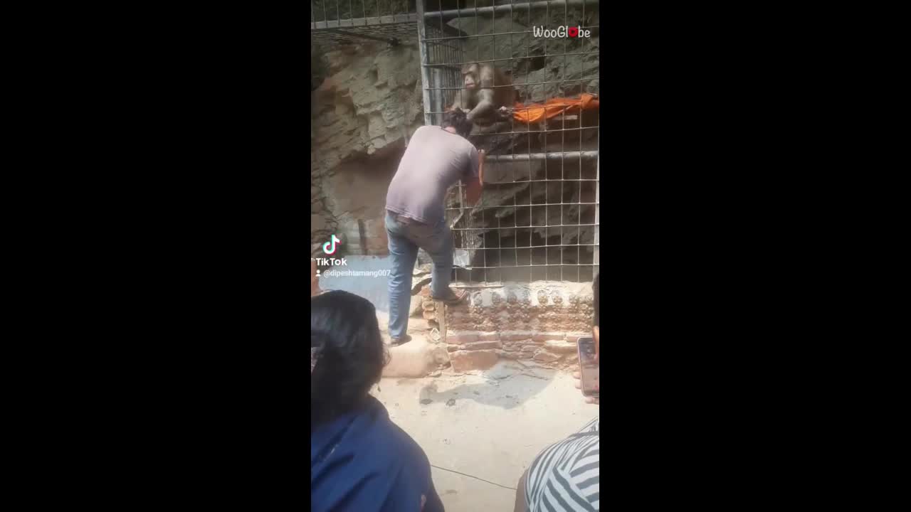 Video - Clip: Khỉ hung hăng túm tóc, cảnh cáo người đàn ông khi bị tiếp cận