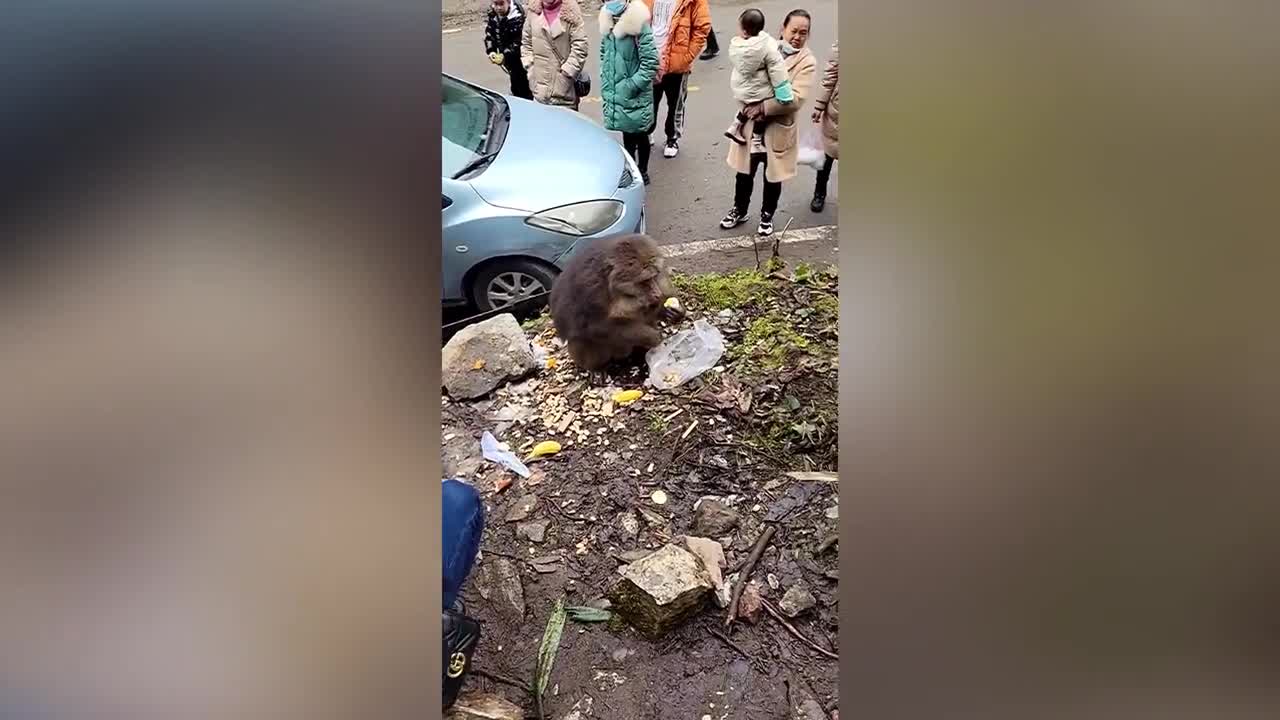 Video - Clip: Khỉ hung hăng túm tóc, cắn vào đầu người phụ nữ khi được cho ăn