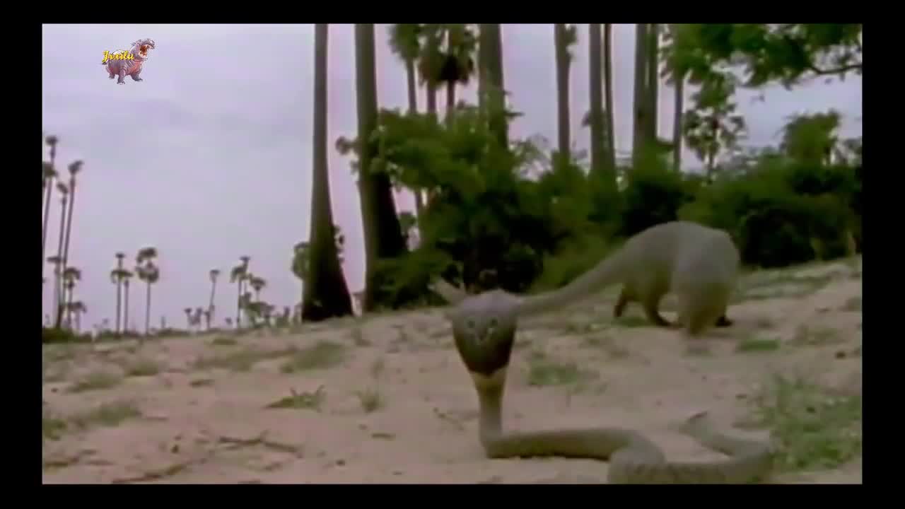 Video - Clip: Tử chiến cầy mangut, rắn hổ mang nhận kết cục thảm khốc