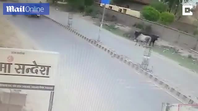 Video - Clip: Bò 'điên' bất ngờ lao ra đường hạ gục người đàn ông đi xe máy