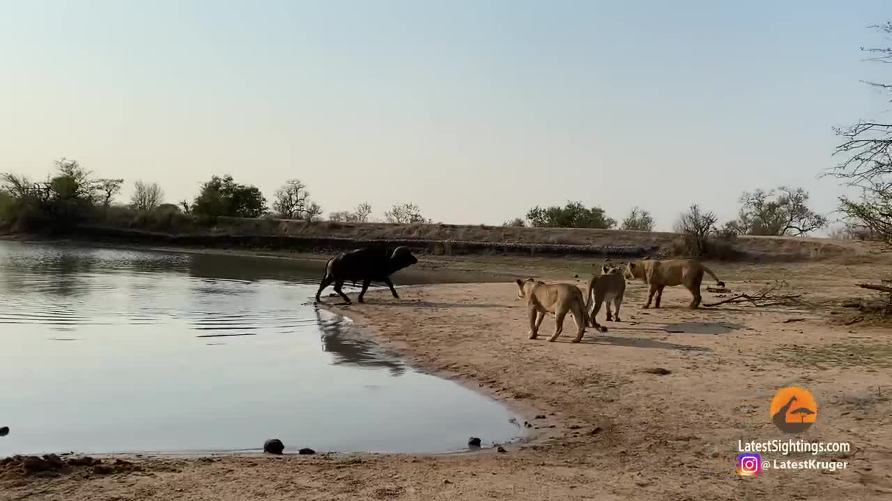 Video - Clip: Bị 23 sư tử truy sát, trâu rừng tung ra quyết định điên rồ