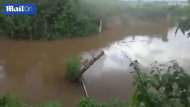 Video - Clip: Người đàn ông câu cá bị cá sấu tấn công rồi lôi đi trên sông