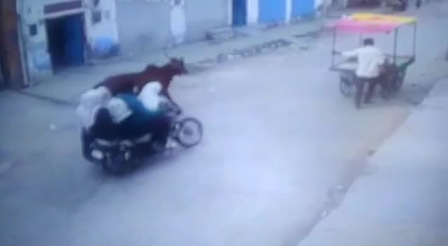 Video - Clip: Bò bất ngờ nổi điên, tấn công người đi xe máy trên phố