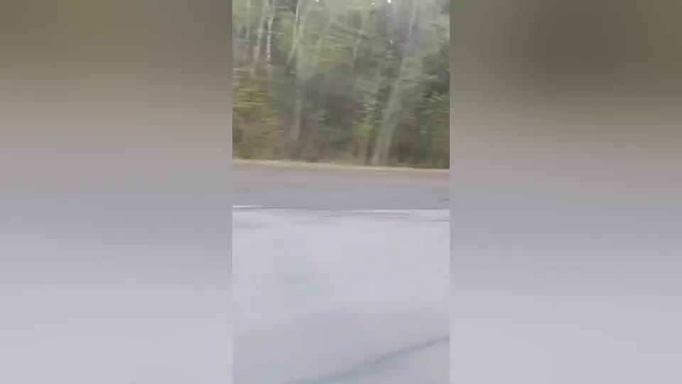 Video - Clip: Hổ dữ lao ra khỏi rừng rượt ô tô, tài xế nhấn ga bỏ chạy