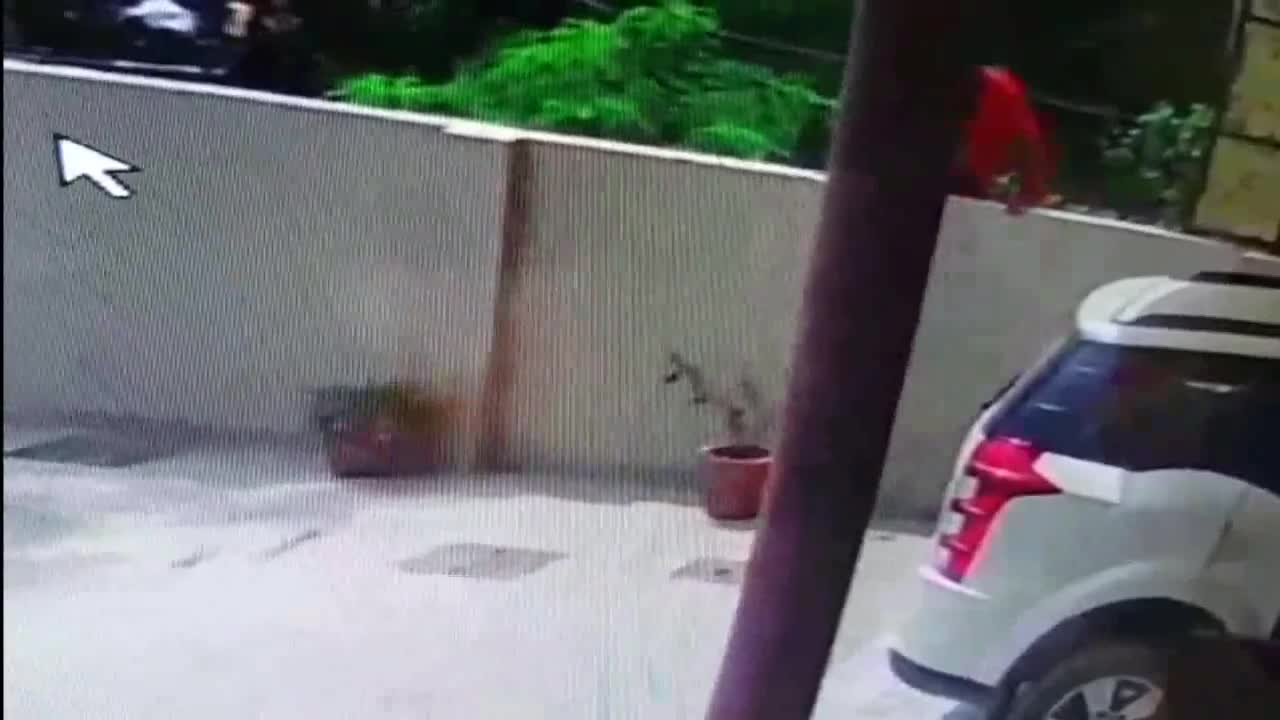 Video - Clip: Mò vào nhà dân, tên trộm bị chó nhà lao ra tấn công và cái kết