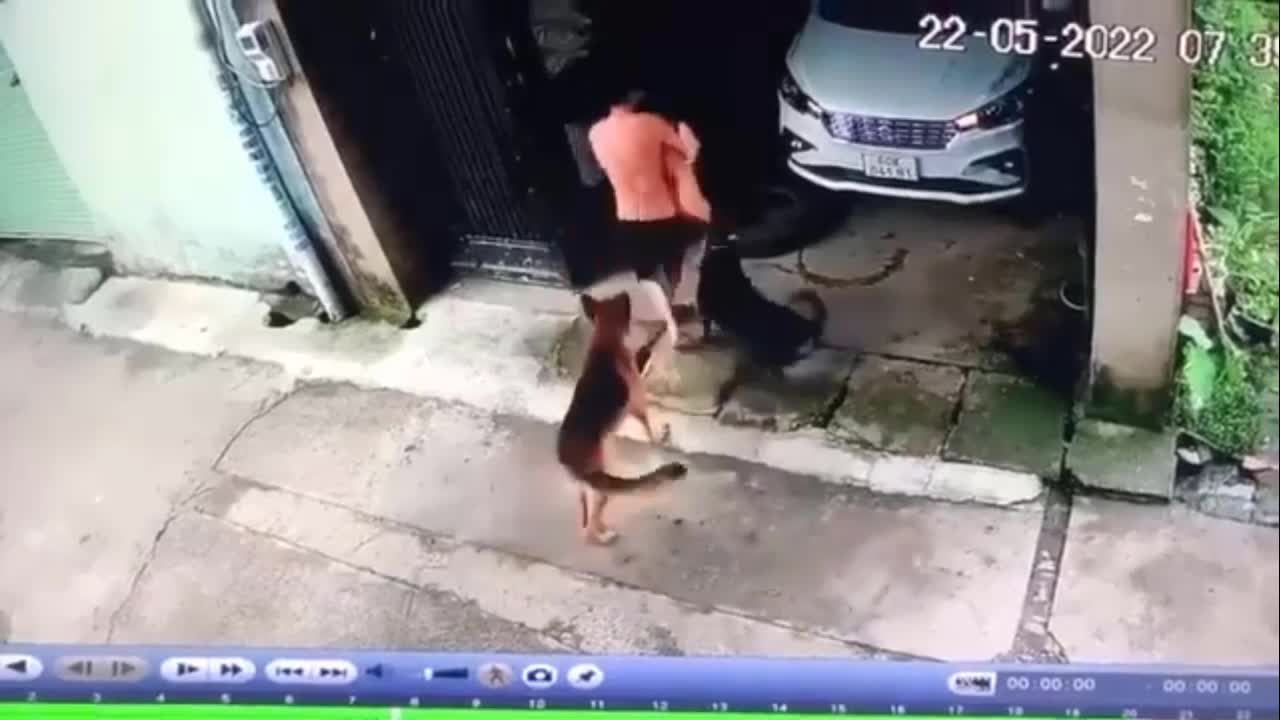 Video - Clip: Bé gái bị chó dữ tấn công giữa phố và màn giải cứu nghẹt thở