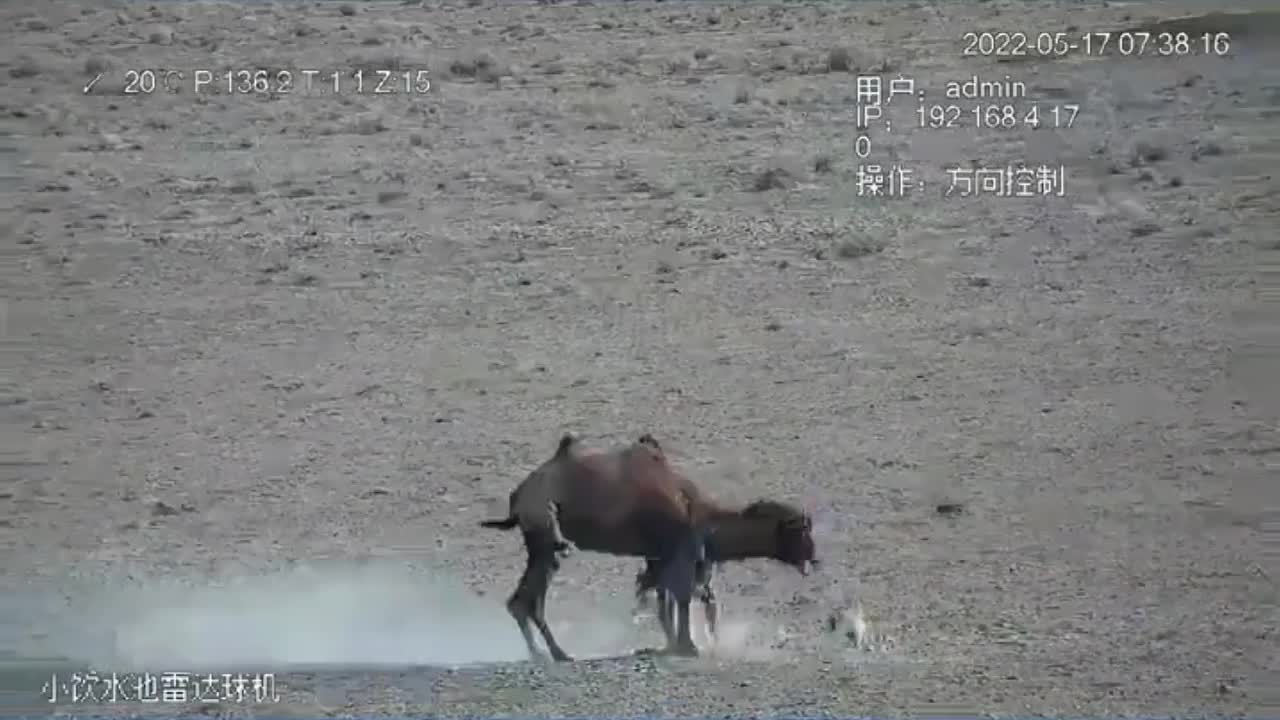 Video - Clip: Bị sói dữ tấn công suốt 4 tiếng, lạc đà mẹ căng mình bảo vệ con