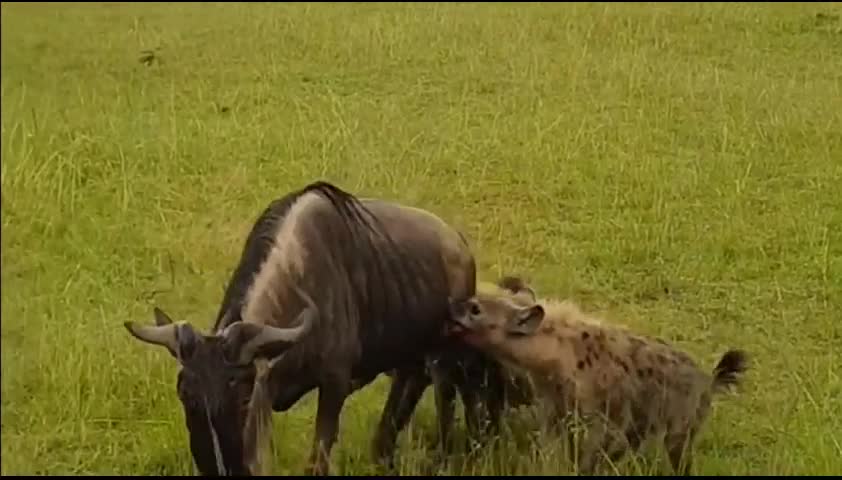 Video - Clip: Cả gan đối đầu 2 sư tử, linh dương đầu bò nhận kết thảm