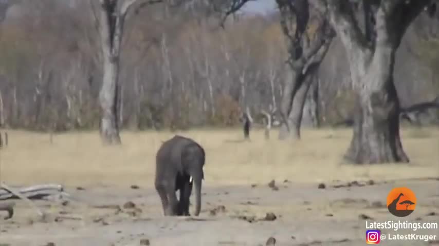 Video - Clip: Bị thương, voi con vẫn liều lĩnh tấn công sư tử và cái kết thảm