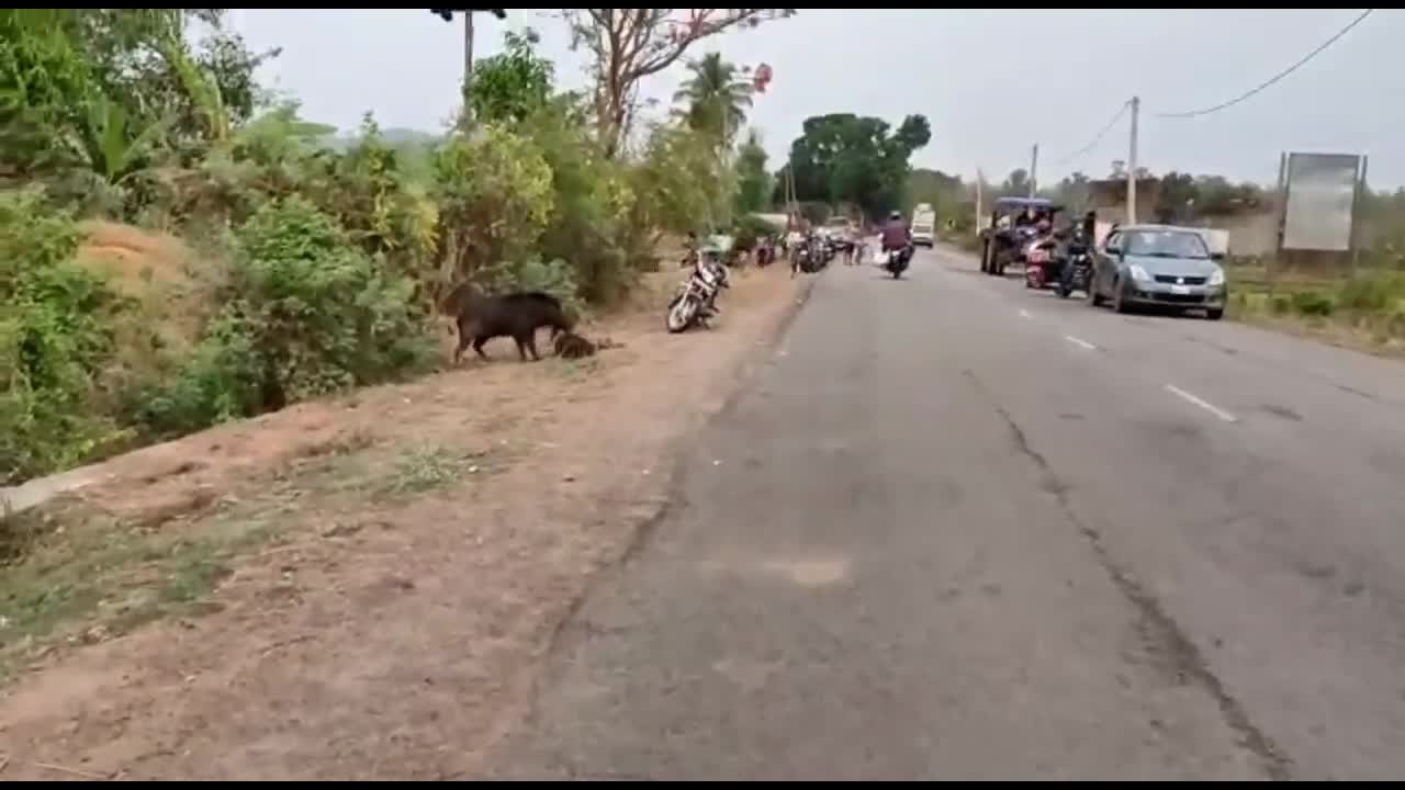 Video - Clip: Lợn rừng điên cuồng tấn công người đàn ông ngay giữa đường