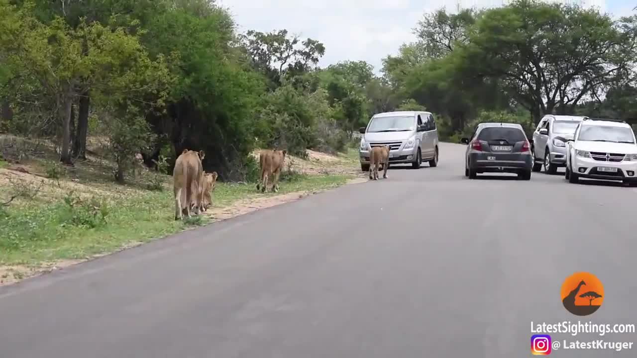 Video - Clip: Bị truy đuổi, hươu đực tự lao đầu vào bầy sư tử để nộp mạng