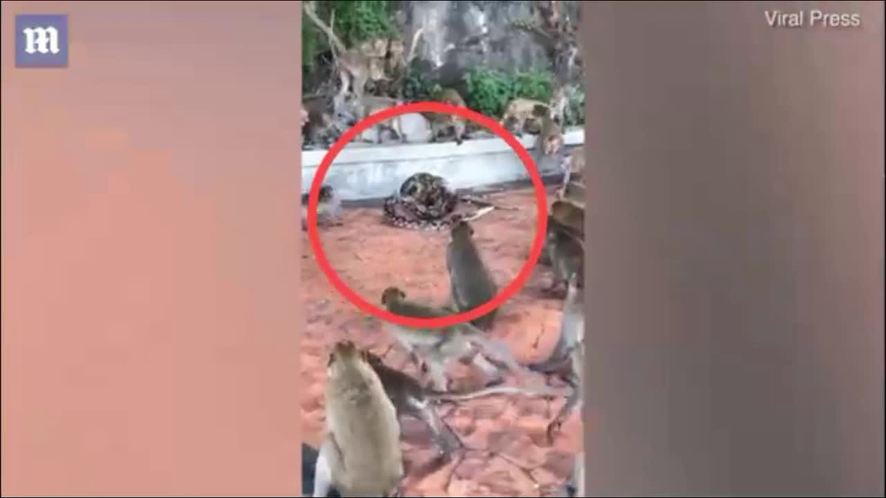 Video - Clip: Đồng loại bị trăn siết chặt, hàng chục con khỉ xông tới giải cứu